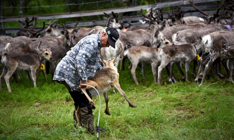 Torkel vid renmärkningen