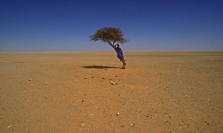 Västsahara. pojke och träd