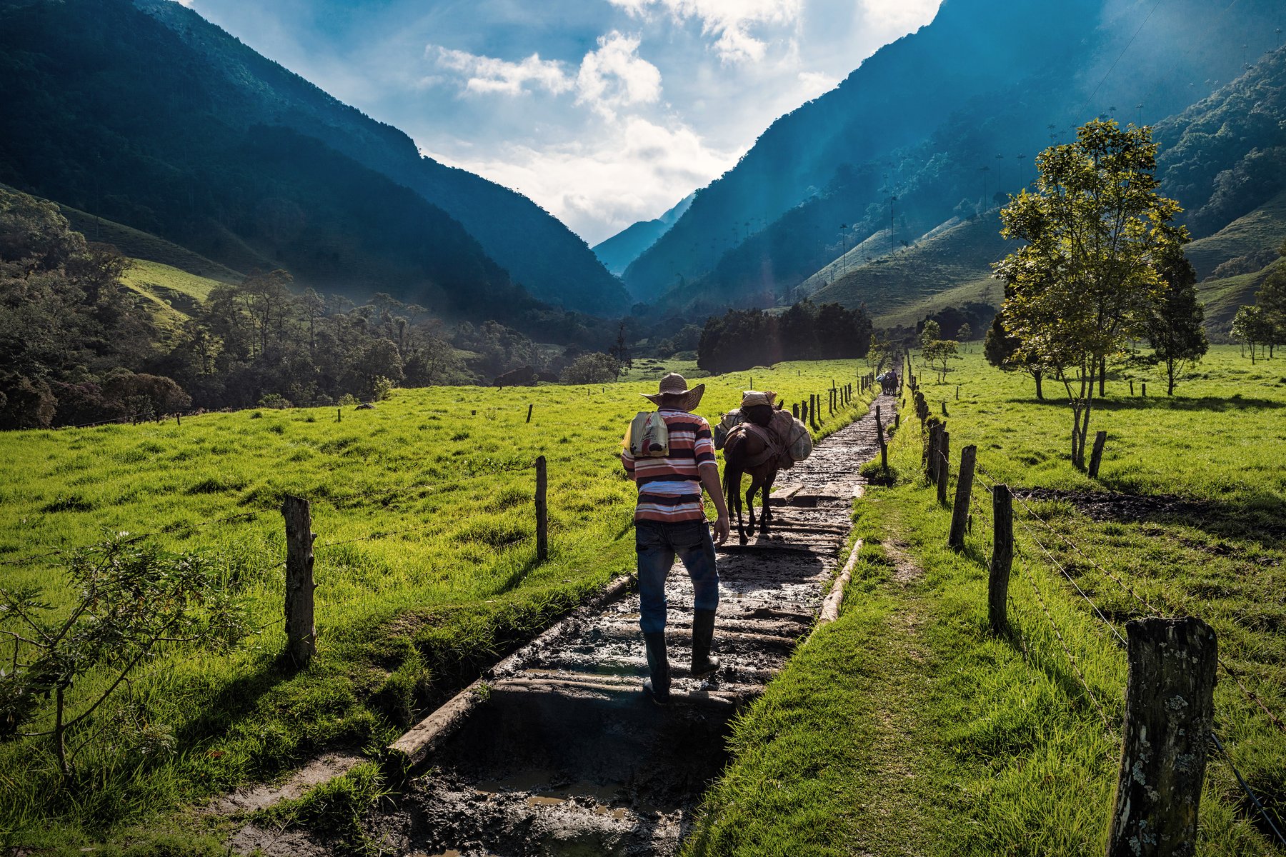 Lätt vandring vid Valle de Cocora