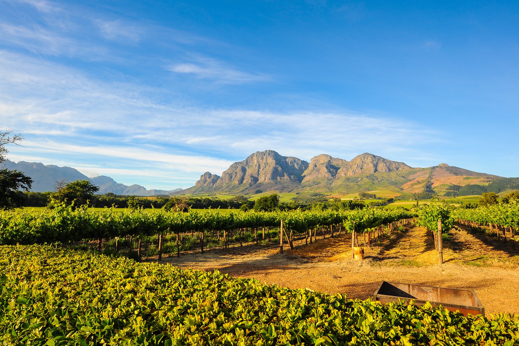 Vinrankor och bergen vid Stellenbosch