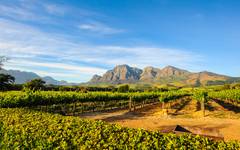 Vinrankor och bergen vid Stellenbosch