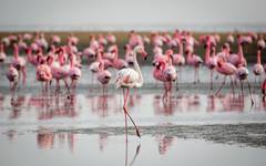 Upplev flamingos och många andra djur vid Walvis bay