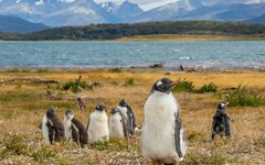 Pingviner vid Isla Martillo