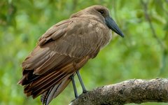 Om du har tur får du syn på den säregna fågeln hamerkop vid Lake Kivu