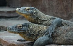 Komodovaran – världens största ödla, som kan bli upp till 3 meter lång och väga över 70 kg