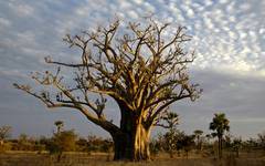 Baobabträd i Senegal