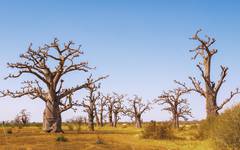 De vackra baobabträden finns på flera platser i Senegal