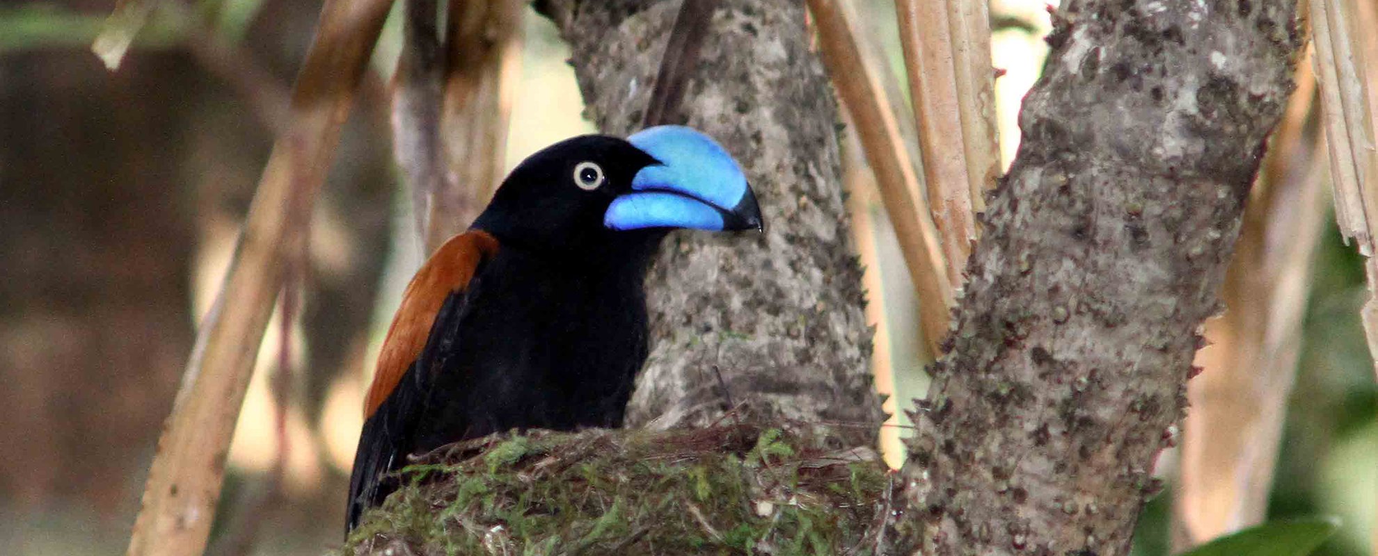 bluehelmeted vanga