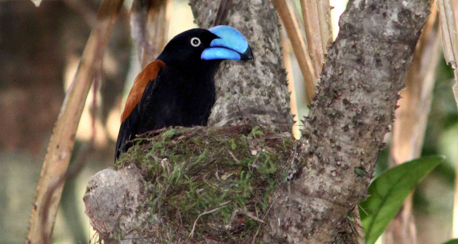 bluehelmeted vanga