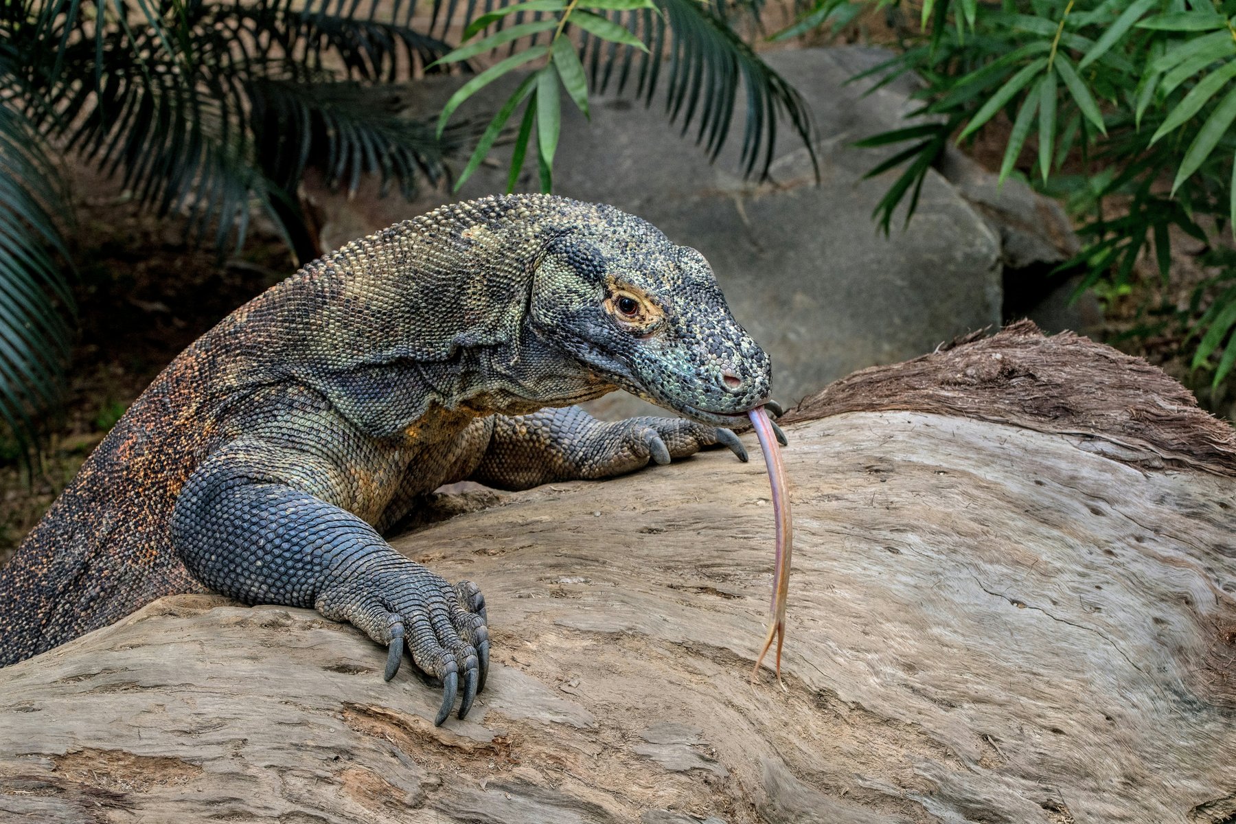 Komodovaran, världens största ödla, kan bli upp till 3 meter lång och väga över 70 kg