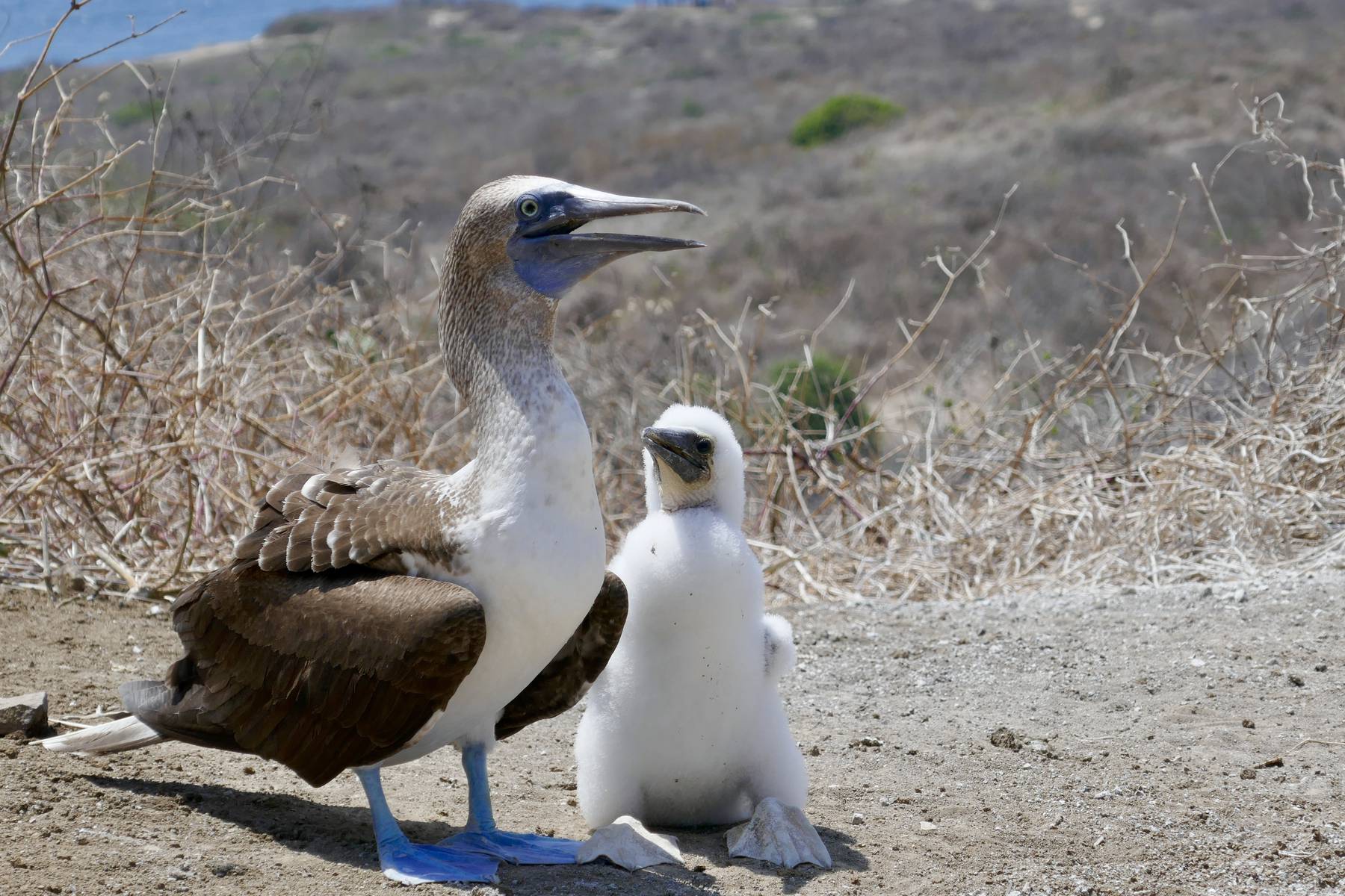 Blåfotad sula i Galápagos