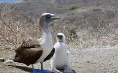 Blåfotad sula i Galápagos