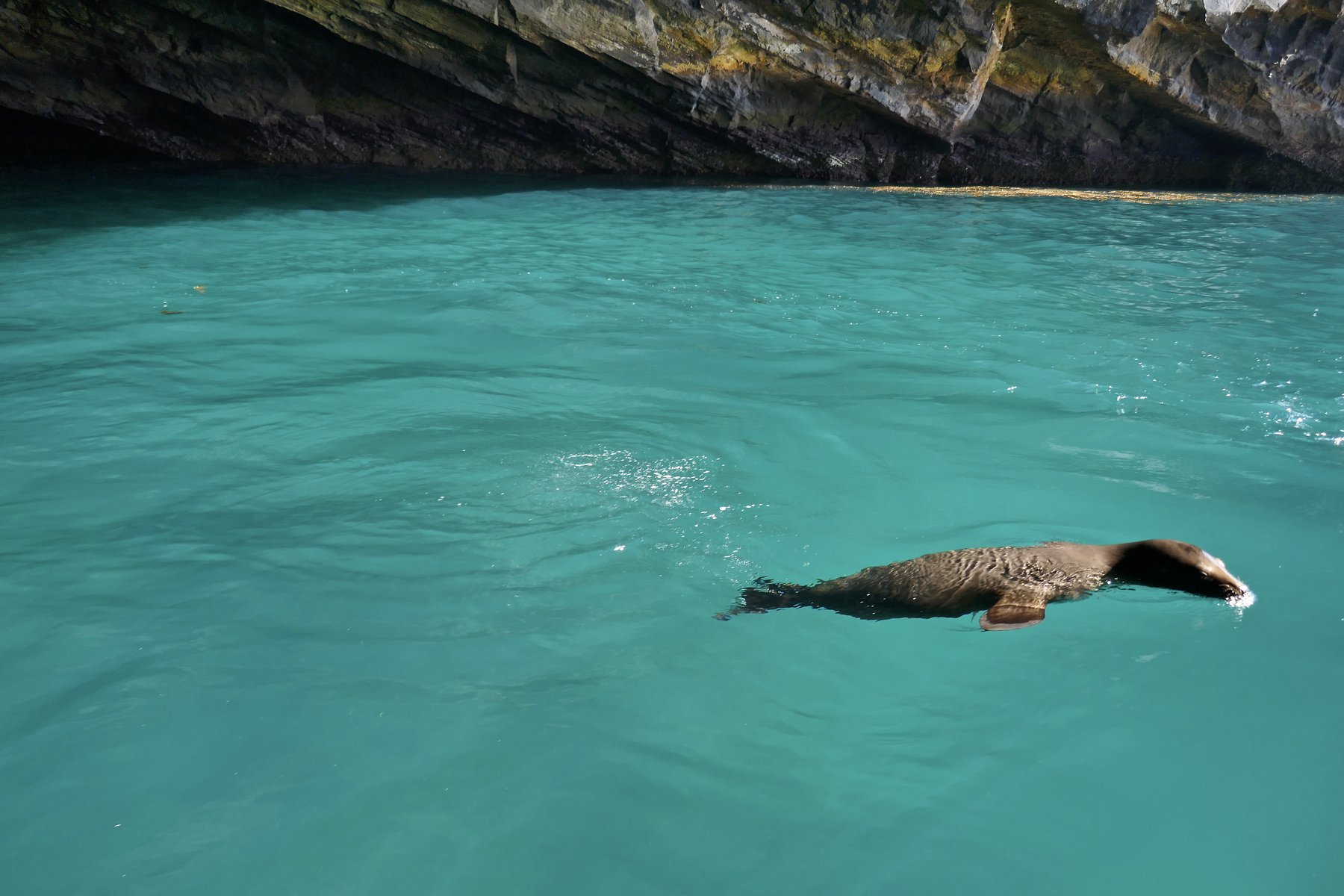 Simma med sjölejon i Galápagos