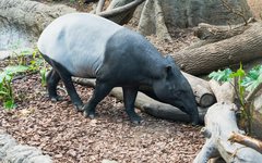 Det finns en hög chans att möta en tapir under denna familjeresa