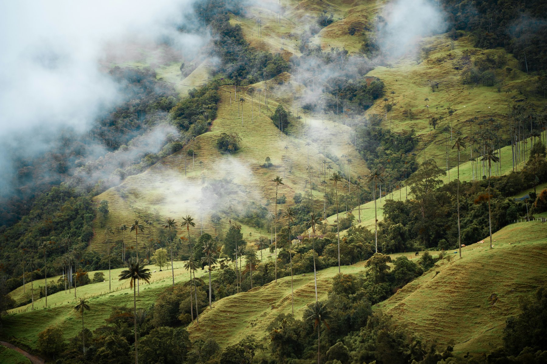 Vandring bland höga vaxplamer