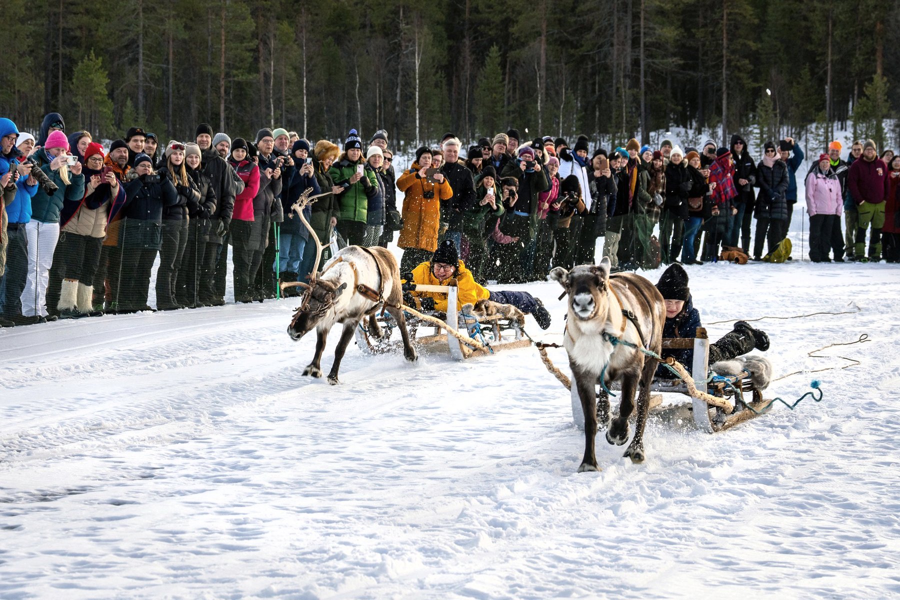 Renracet på Jokkmokks marknad är en given höjdpunkt