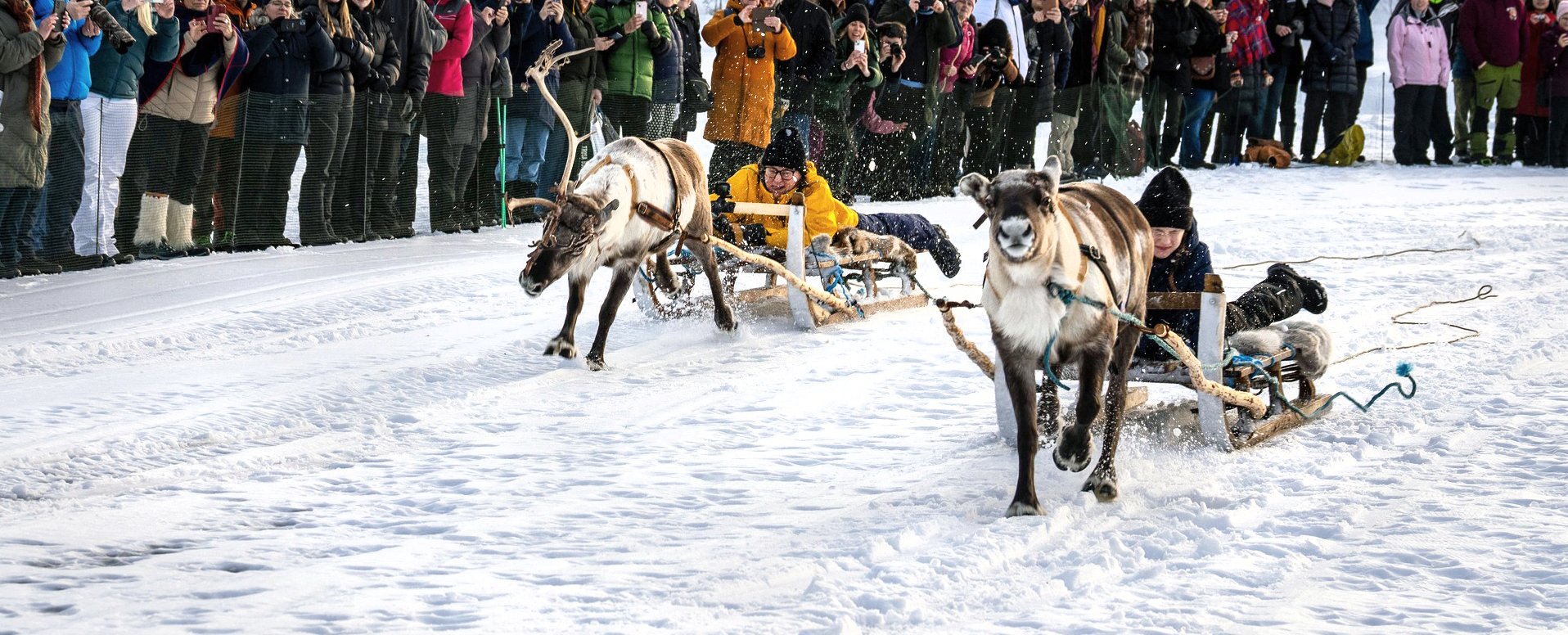 Renracet på Jokkmokks marknad är en given höjdpunkt