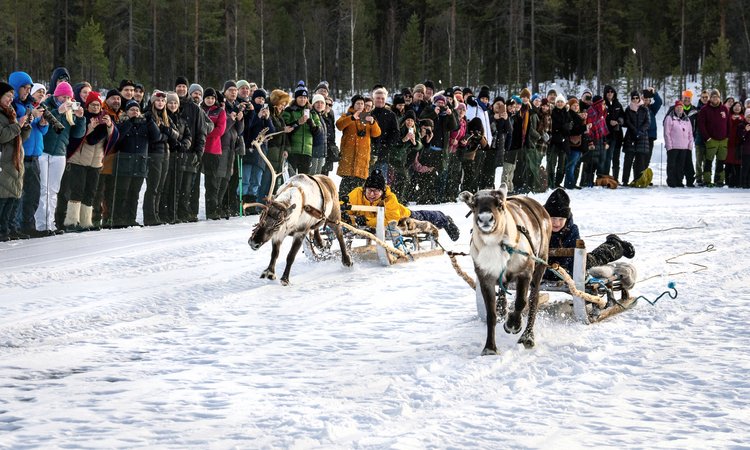 Renracet på Jokkmokks marknad är en given höjdpunkt