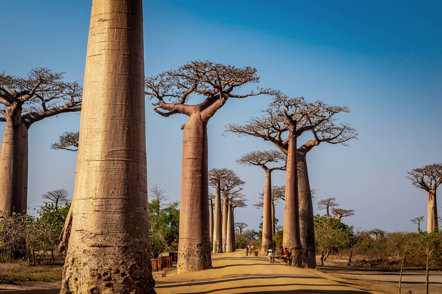 De magiska baobabträden