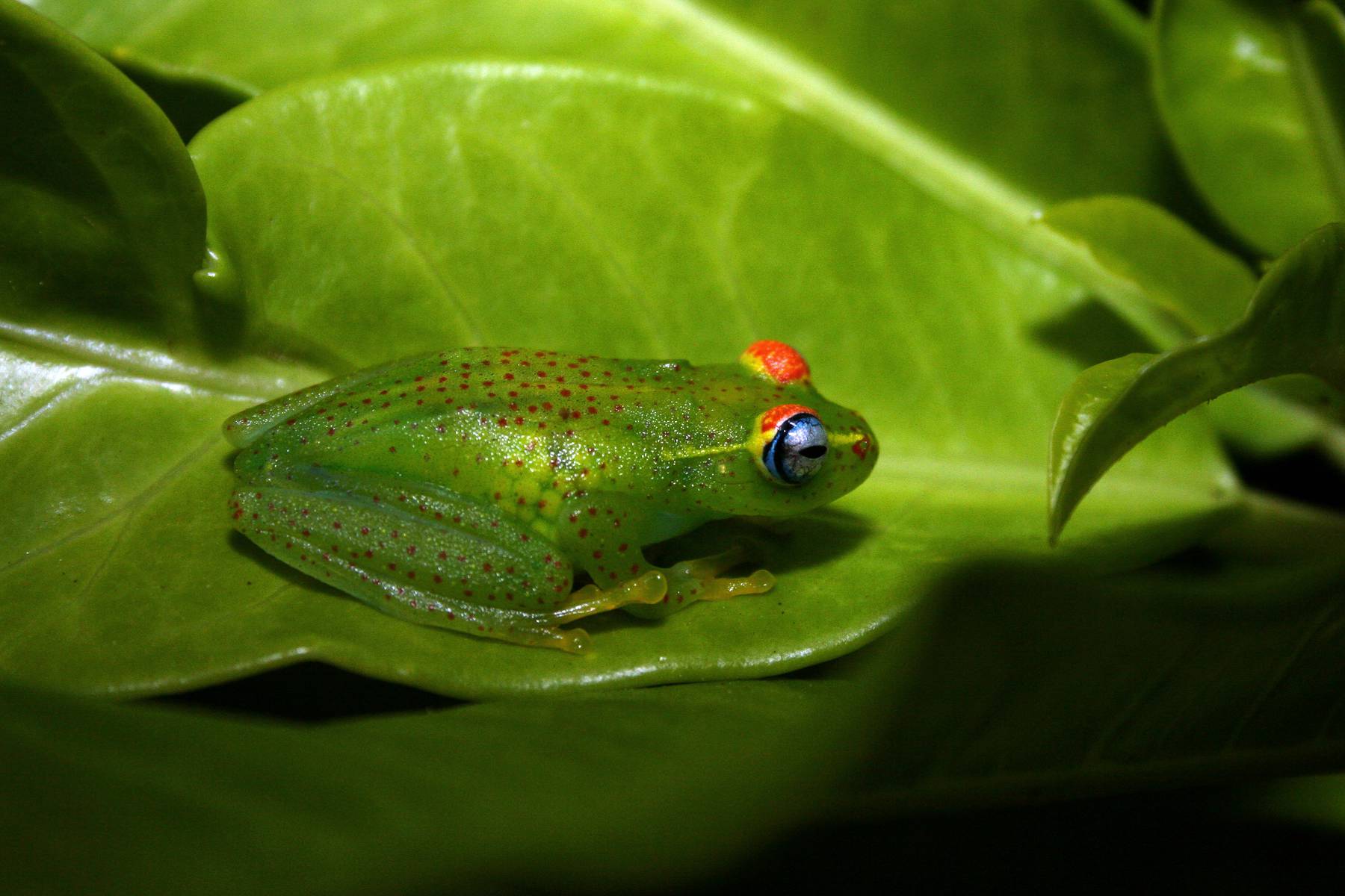 På Madagaskar finns mängder av endemiska arter