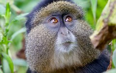 Rwanda – hem för de sällsynta guldmarkattorna