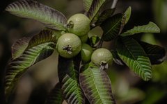 Guavaträd planteras särskilt i projekt där man kombinerar miljöarbete med matproduktion och lokal nytta