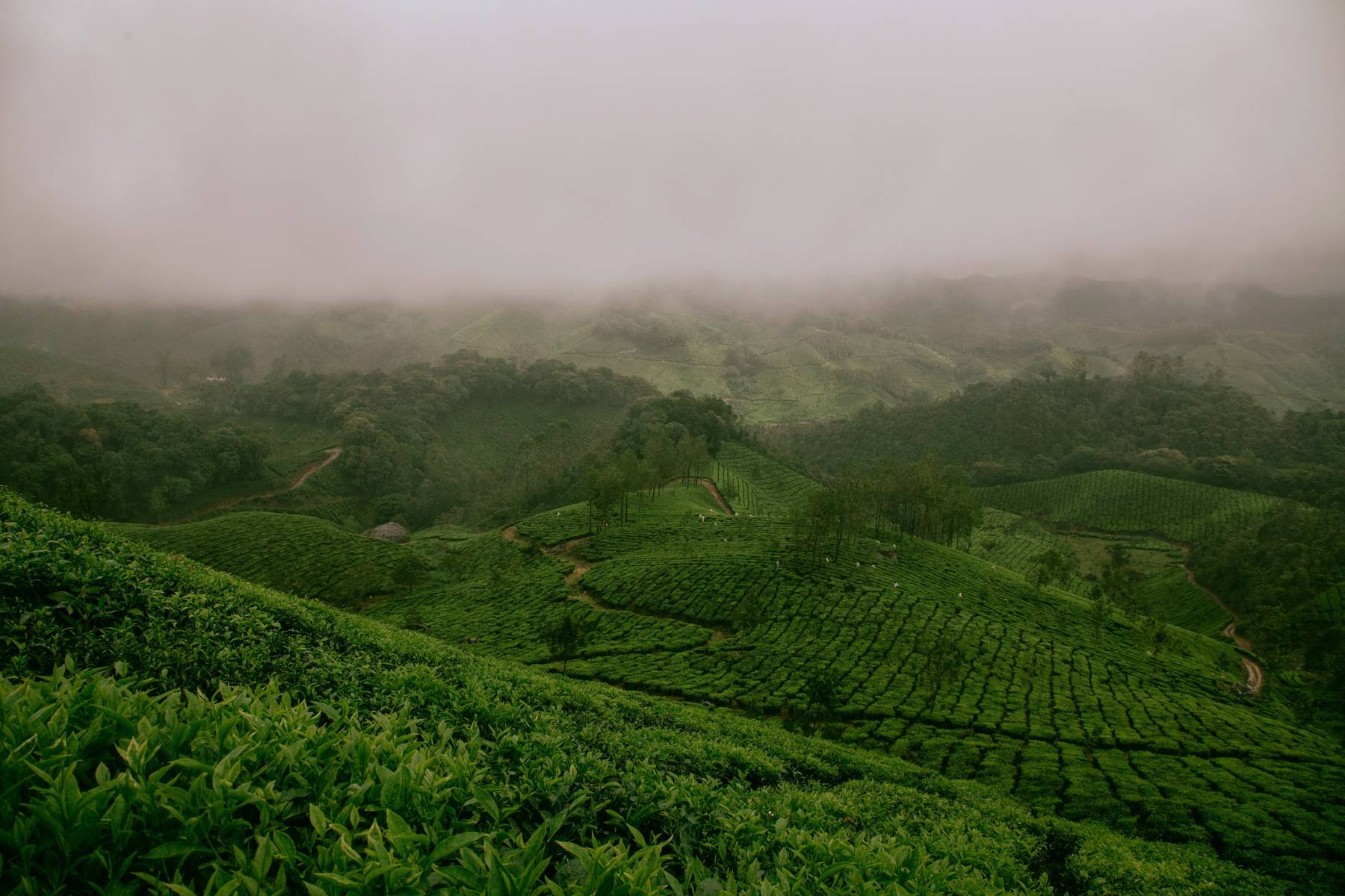 Gröna kullar vid Munnar