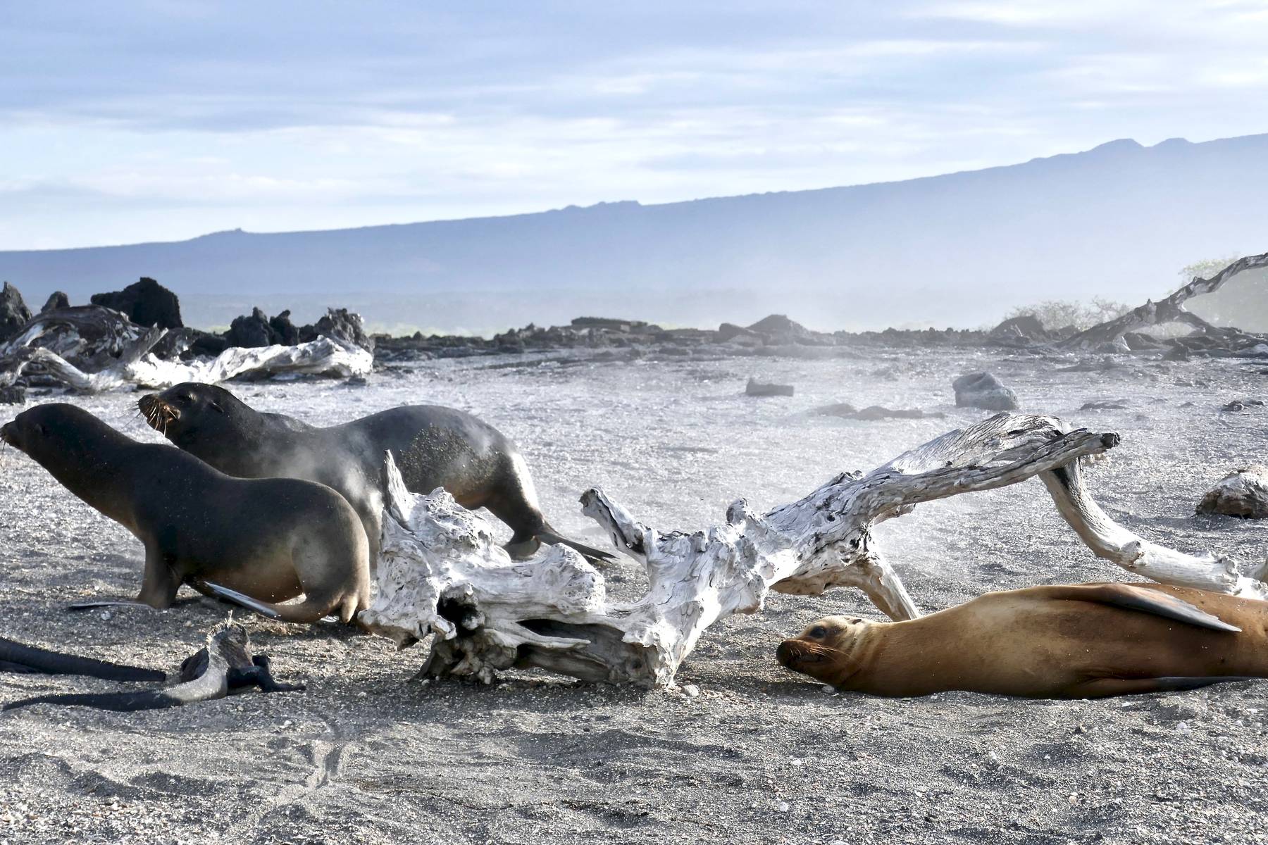 Sjölejon på Galapagos