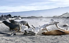 Sjölejon på Galapagos