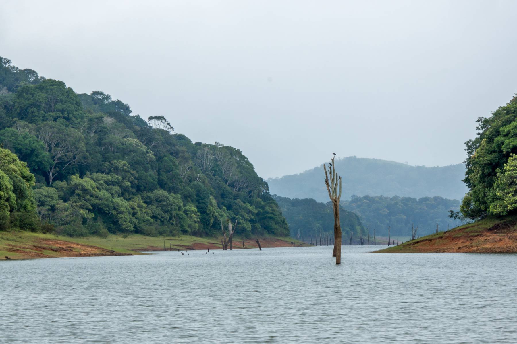 Du spanar efter vilda djur vid Periyar nationalpark