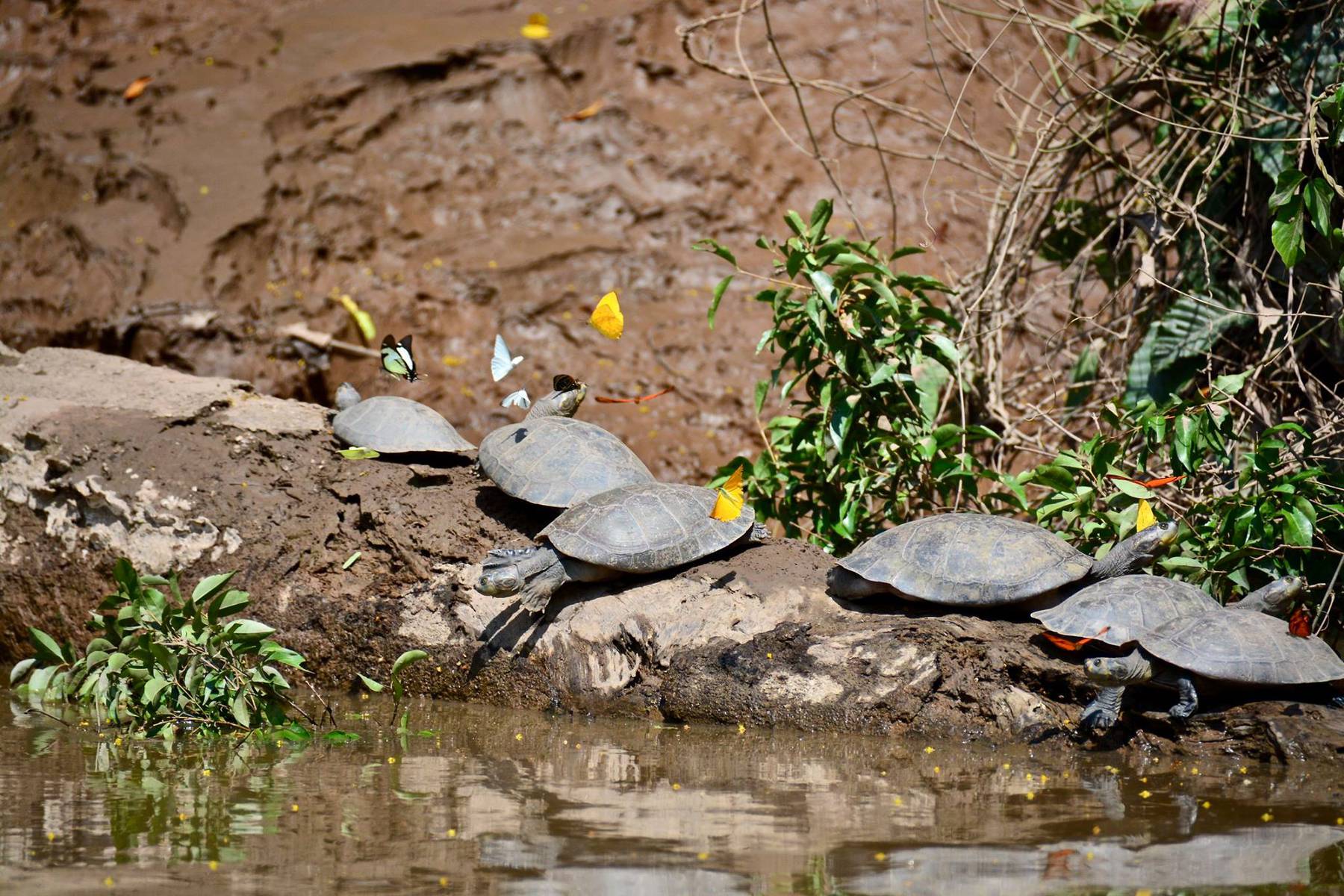 Djurlivet i Tambopata naturreservat