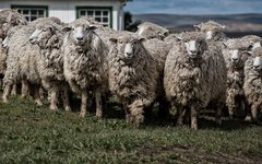 sheep-7250520