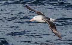 Svartbrynad albatross är en vanlig syn på resan