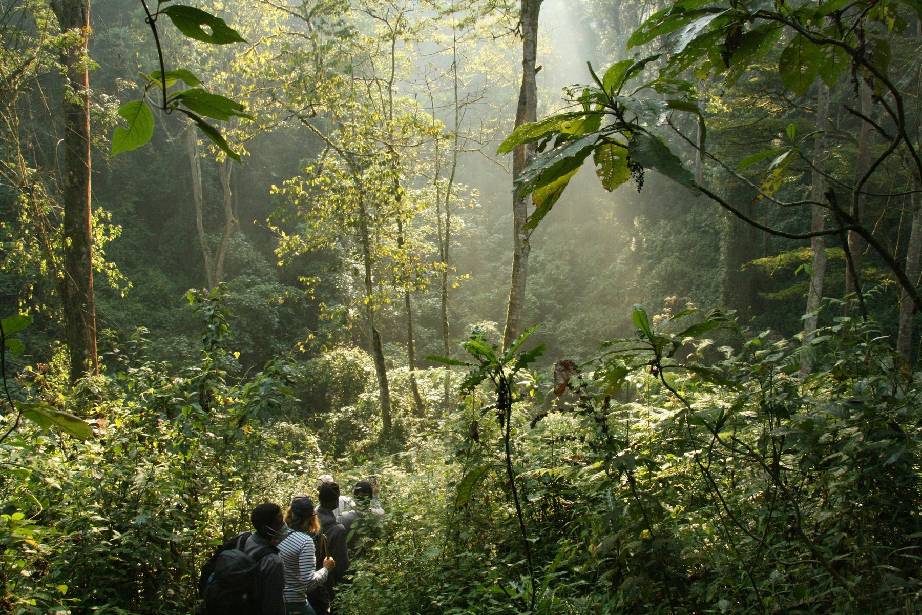 I några dagar bor du i närheten av Bwindi Impenetrable National Park