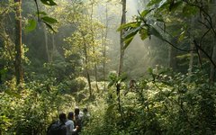 I några dagar bor du i närheten av Bwindi Impenetrable National Park