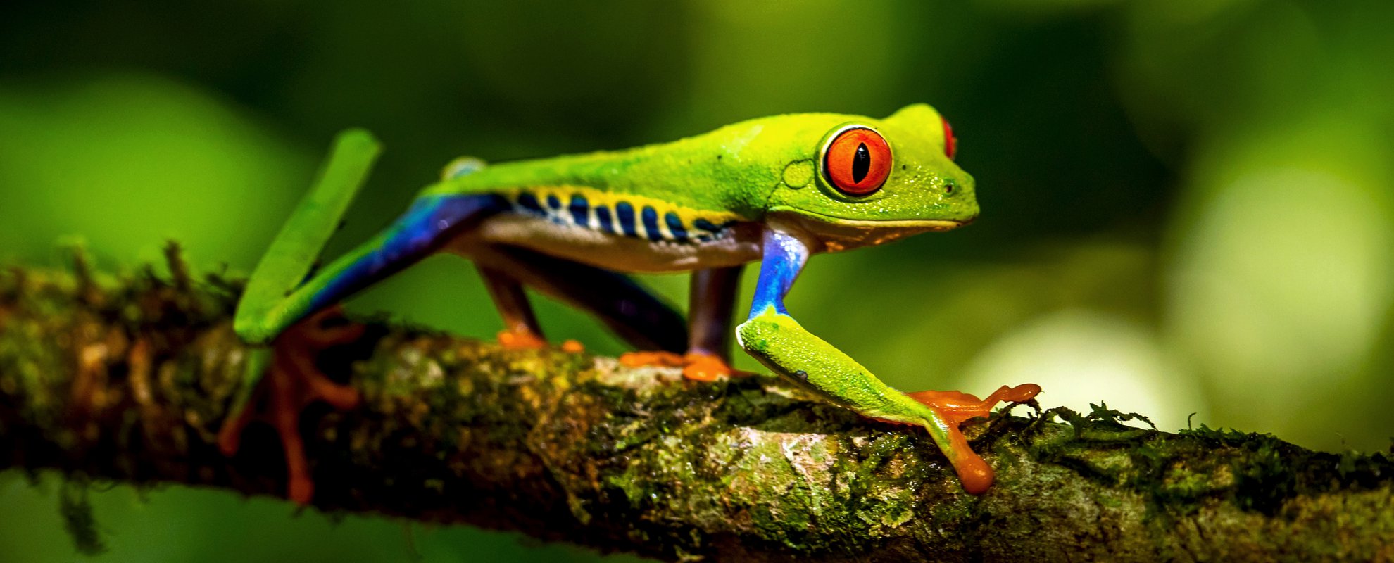 Den Rödögda bladgrodan har blivit en symbol för Costa Ricas djurliv